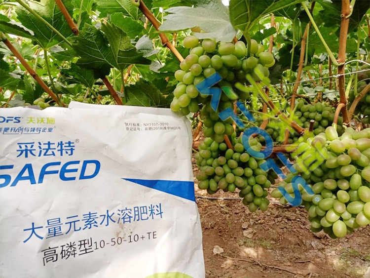 水溶肥價格高，可是用的人卻很多！