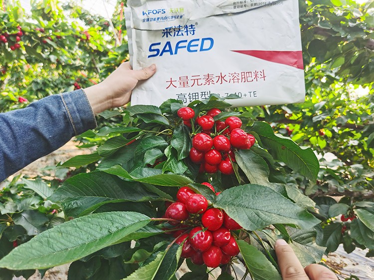 大櫻桃用什么水溶肥又大又甜？