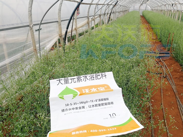 進(jìn)口水溶肥以色列的哪家好？