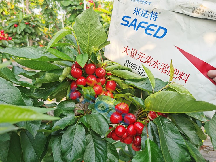 水溶肥用對了，果大果多品質(zhì)好！