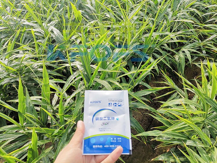 磷酸二氫鉀選這個品牌，不會錯！