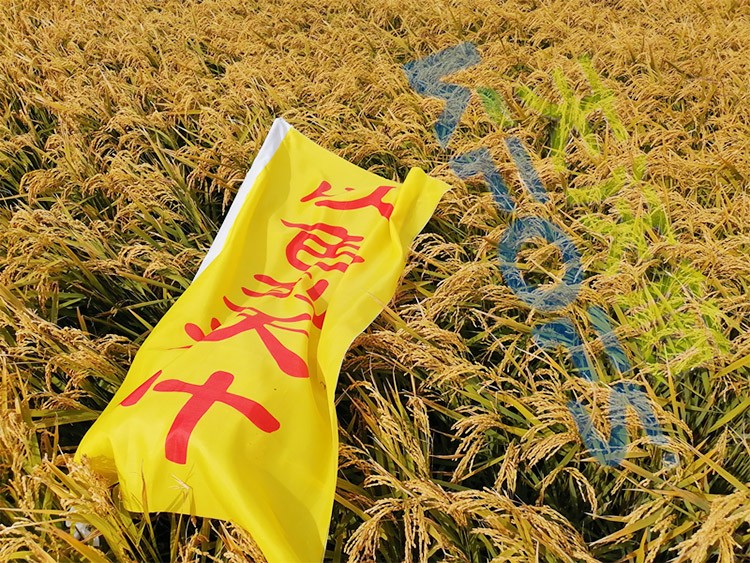 水稻用水溶肥，這三個(gè)方面的效果很明顯！