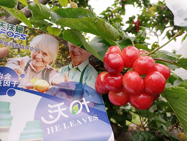 果樹葉面肥哪個(gè)品牌好？