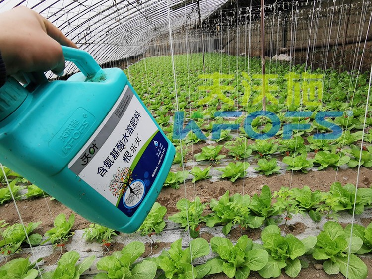 蔬菜用進(jìn)口水溶肥，有什么突出效果？