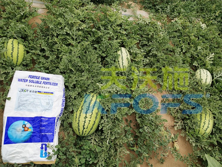 西瓜用什么進口水溶肥好？