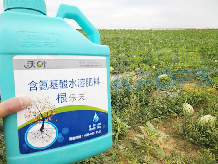西瓜用什么進口水溶肥好？