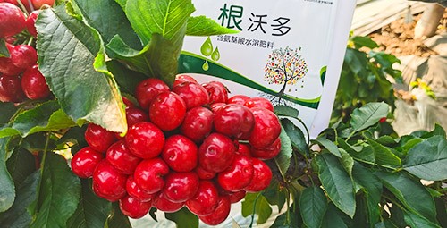 大櫻桃水溶肥廠家哪家好？這樣的才更可靠！