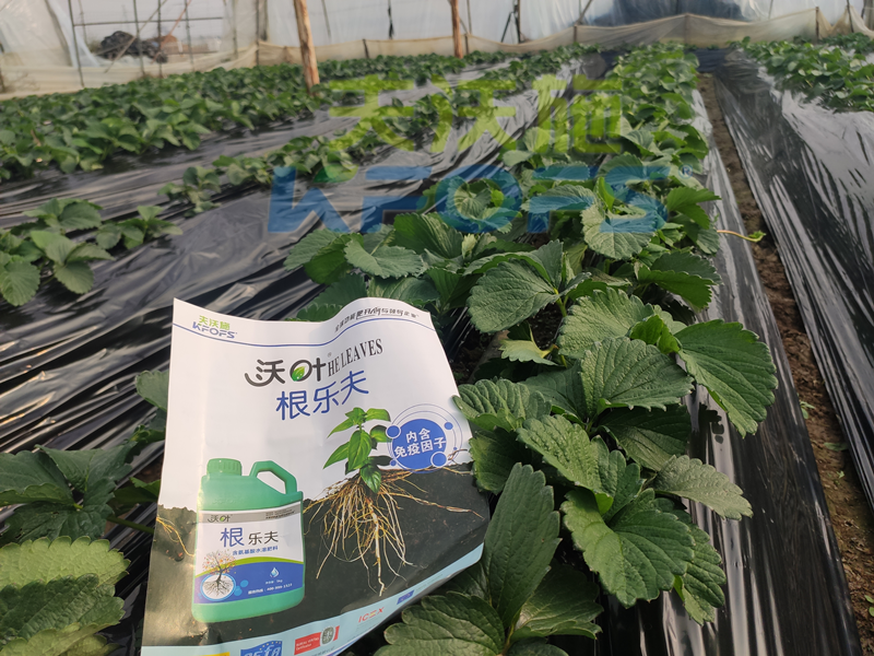 草莓結(jié)果的時候要施什么肥？別再用錯了！