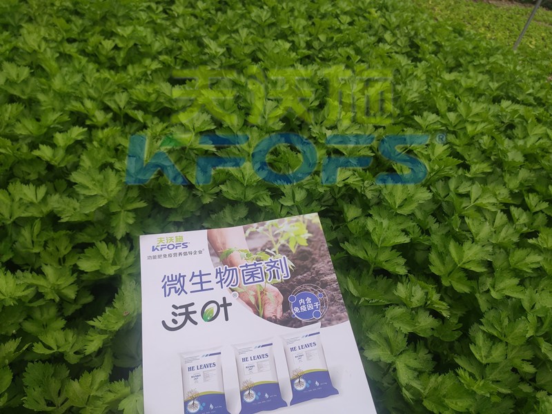 柑橘開春肥，這樣選擇使用準(zhǔn)沒錯(cuò)！