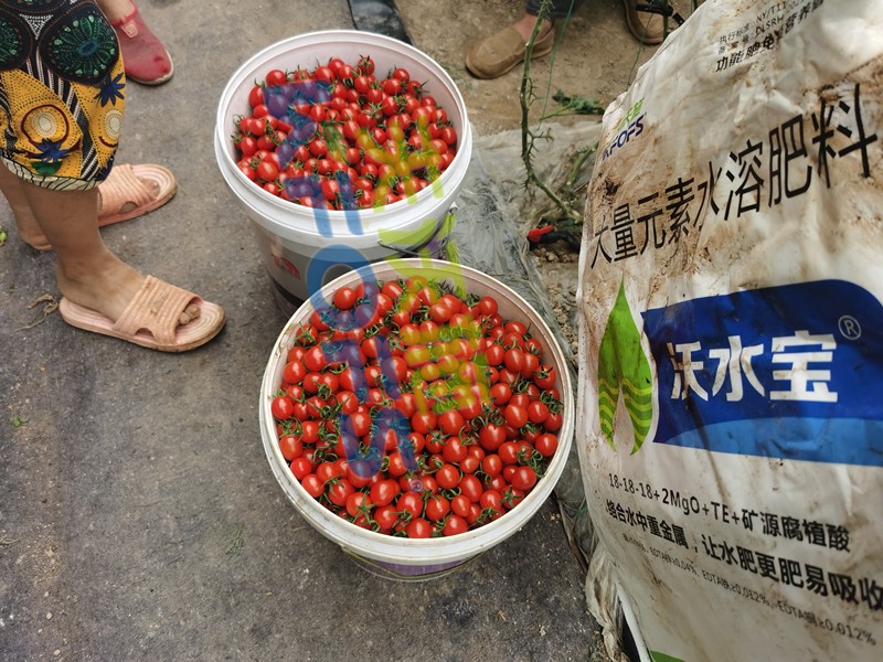 這款大量元素水溶肥，看完為何都很心動(dòng)？