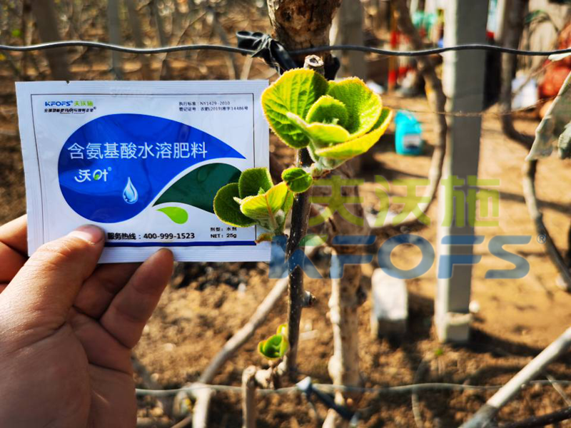 獼猴桃冬季施什么肥料,抵抗性強(qiáng)？