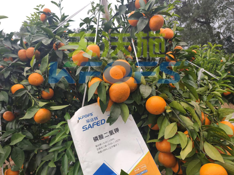 冷凍來(lái)襲，水溶肥在柑橘上的防凍措施，不看虧大了！