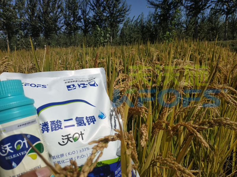 葉面肥-水稻用沃葉葉面肥、二氫鉀效果.png