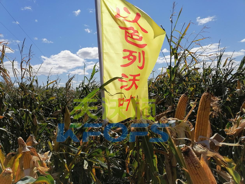 玉米鋅肥什么時(shí)候使用，哪款的好？