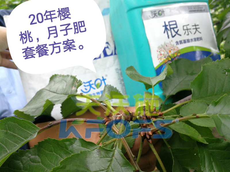生根劑和生根粉哪個效果好