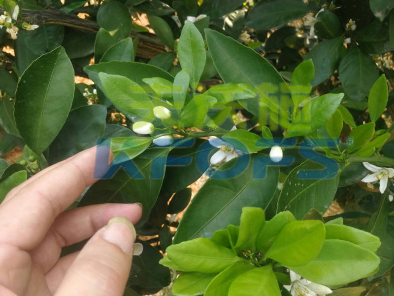 沃葉?；ū９齽托Ч?png