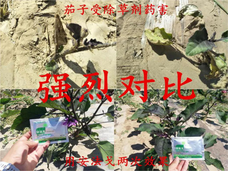 茄子藥害用安法戈前后對比.png