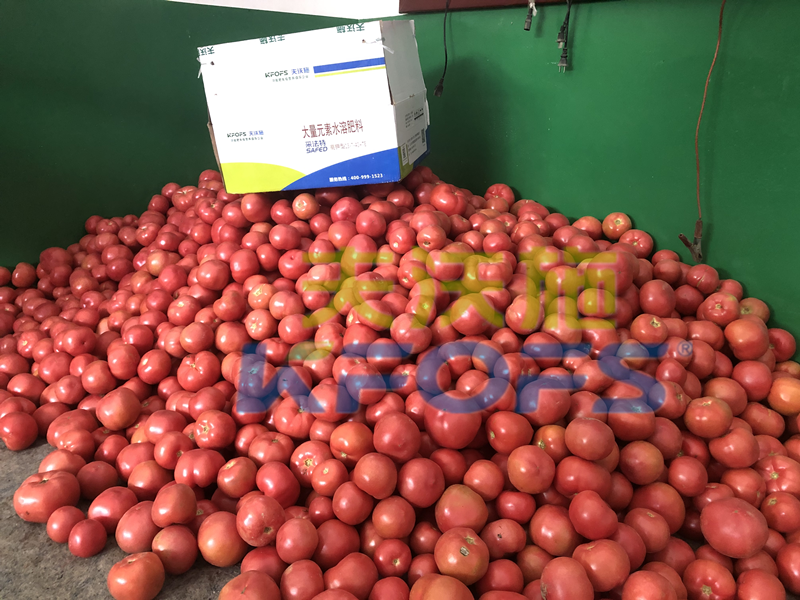 大量元素水溶肥用對(duì)了，不愁西紅柿品質(zhì)！