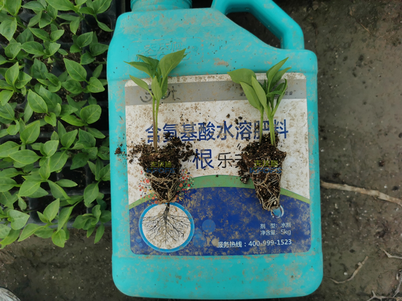 生根劑和生根粉的區(qū)別，別再傻傻分不清了！