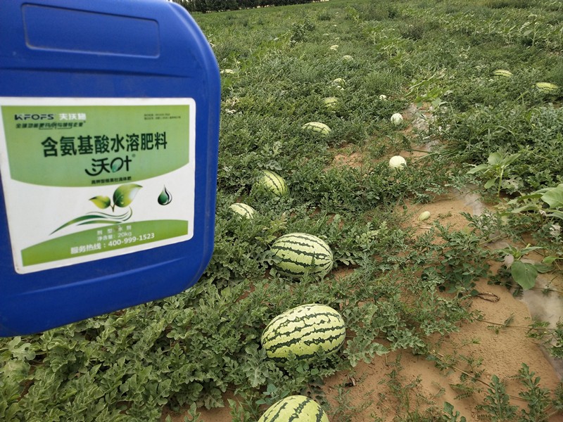 水溶肥-西瓜用沃葉含氨基酸水溶肥產品效果1.jpg