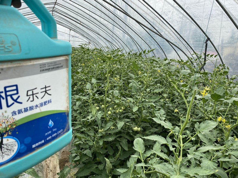 生根劑-西紅柿用沃葉根樂夫生根劑效果1.jpg