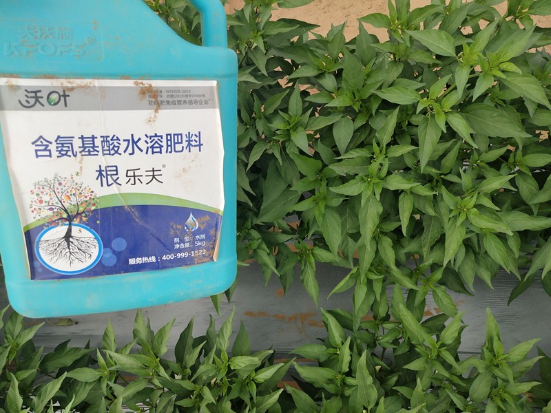 生根劑-辣椒用沃葉根樂(lè)夫生根劑效果.jpg