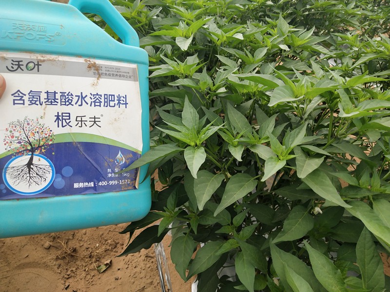 生根劑-辣椒用沃葉根樂(lè)夫生根劑效果1.jpg