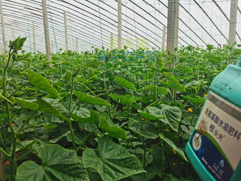 水溶肥調理黃瓜莖桿細弱，抓好這兩個時期！
