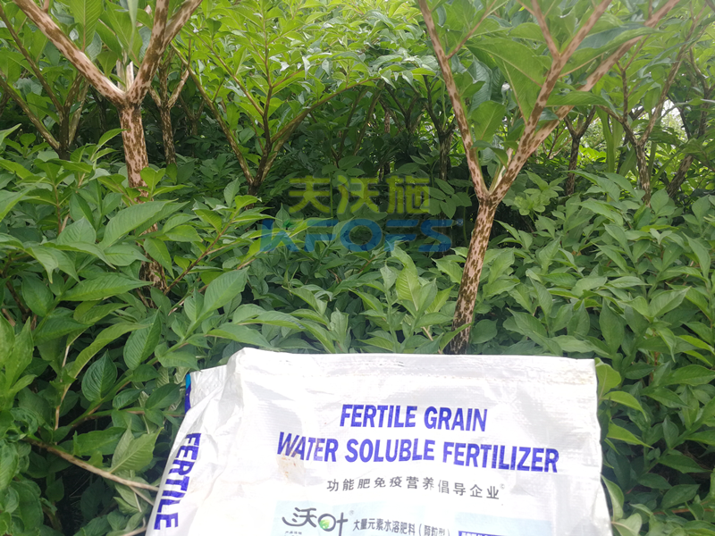 顆粒水溶肥-魔芋用沃葉顆粒水溶肥.png