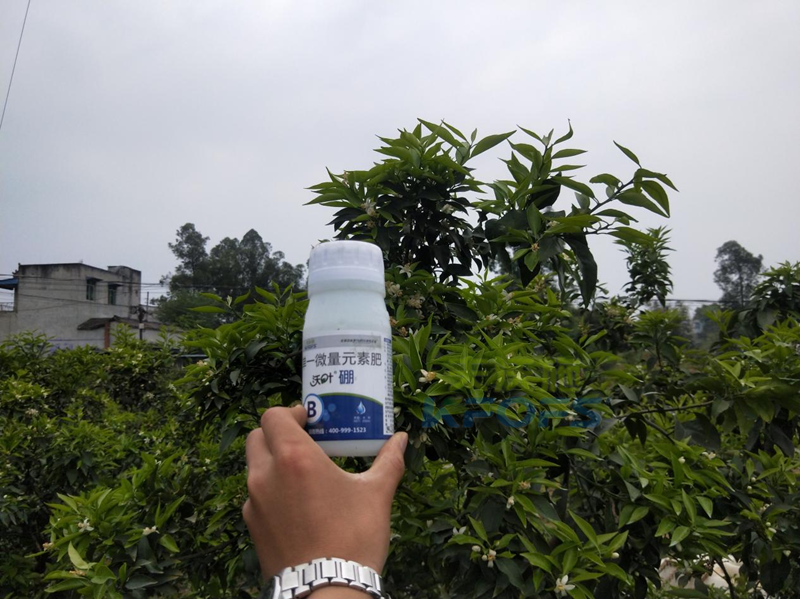 柑橘硼肥什么時(shí)候用比較好？