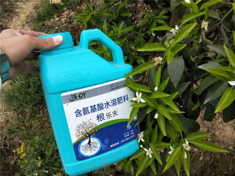 水溶肥-柑橘用沃葉根樂夫效果.jpg