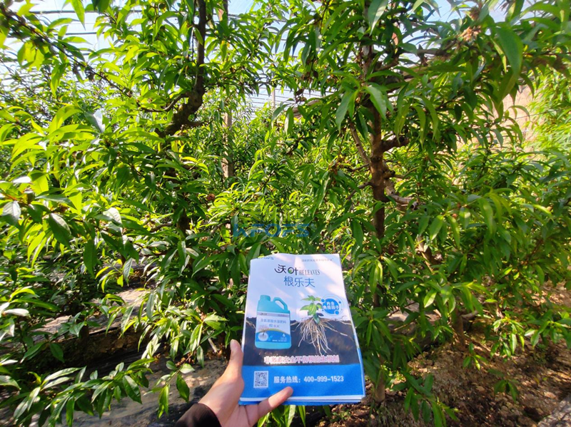 水溶肥-桃樹用沃葉根樂夫生根水溶肥.png