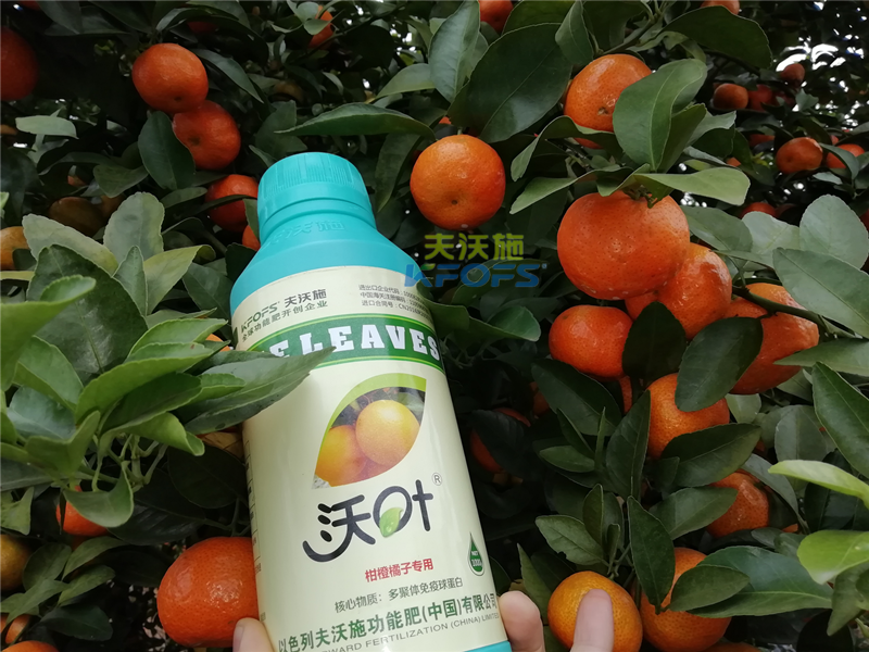 水溶肥-柑橘施用沃葉水溶肥效果.png