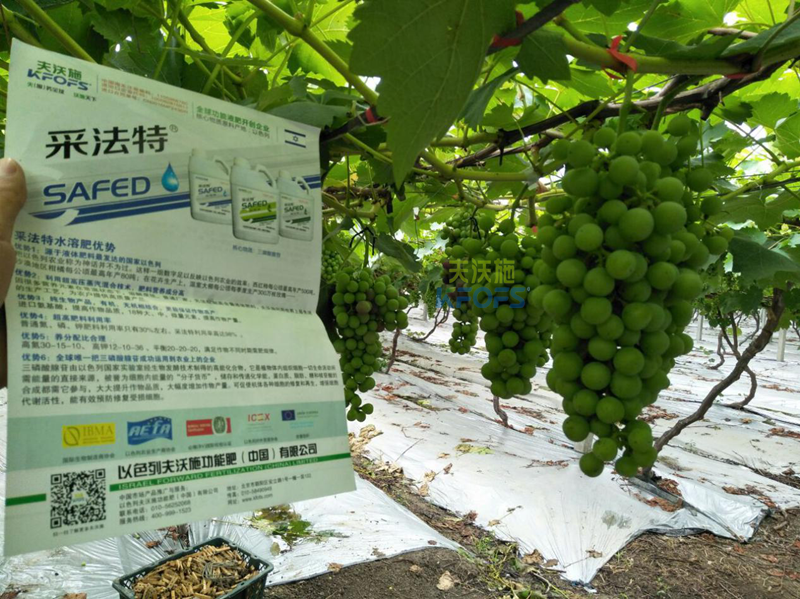 葡萄膨大期施肥技術(shù)-采法特葡萄.png
