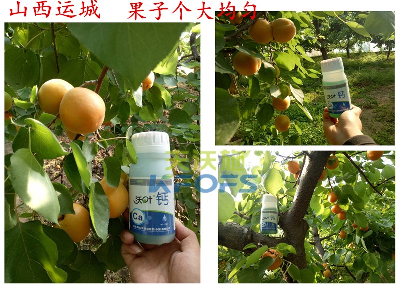 螯合鈣的用途！.jpg