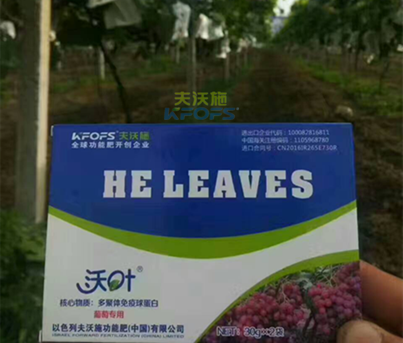 葉面肥的噴施注意事項(xiàng).png
