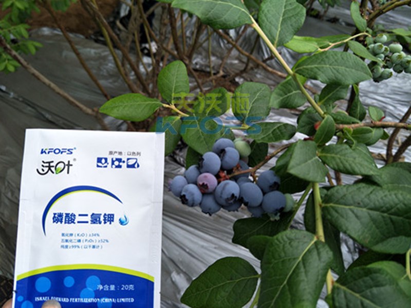 磷酸二氫鉀的作用.jpg
