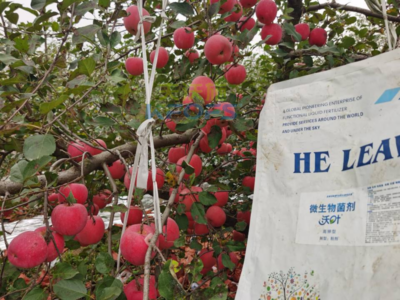 水溶肥-蘋(píng)果用沃葉微生物菌劑水溶肥1_副本.png