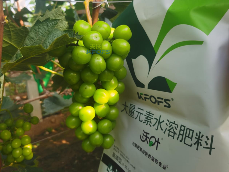 葡萄結果期用哪款水溶肥效果好-沃葉葡萄效果.png