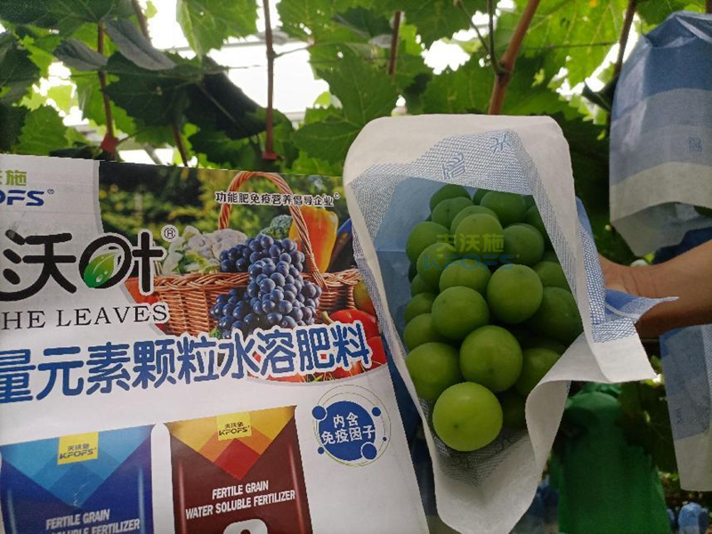 葡萄結果期用哪款水溶肥效果好-沃葉葡萄效果1.png