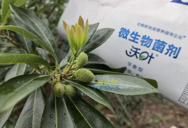 楊梅用什么水溶肥效果好？周大哥推薦沃葉