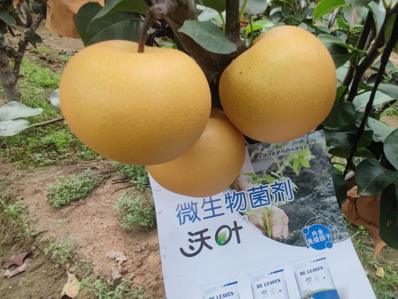 果樹(shù)施肥用什么水溶肥好？