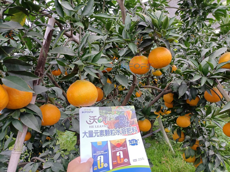 水溶肥可以直接撒施嗎-沃葉顆粒肥柑橘.png