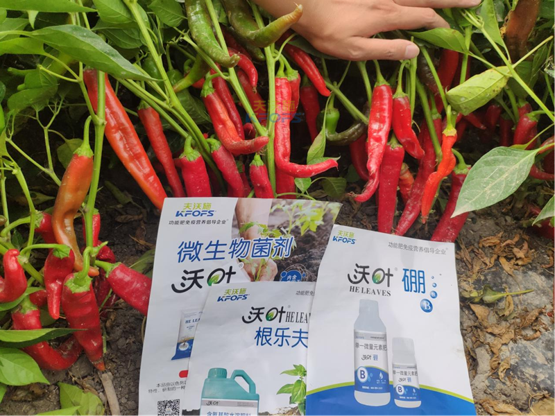 水溶肥怎么用效果好-沃葉根樂(lè)夫菌劑辣椒.png
