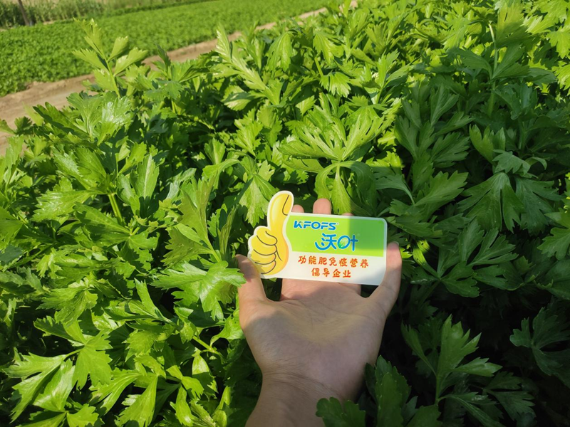 芹菜用什么水溶肥，張大叔更放心？