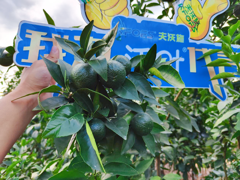 果樹(shù)用什么水溶肥效果好？他們認(rèn)可這款