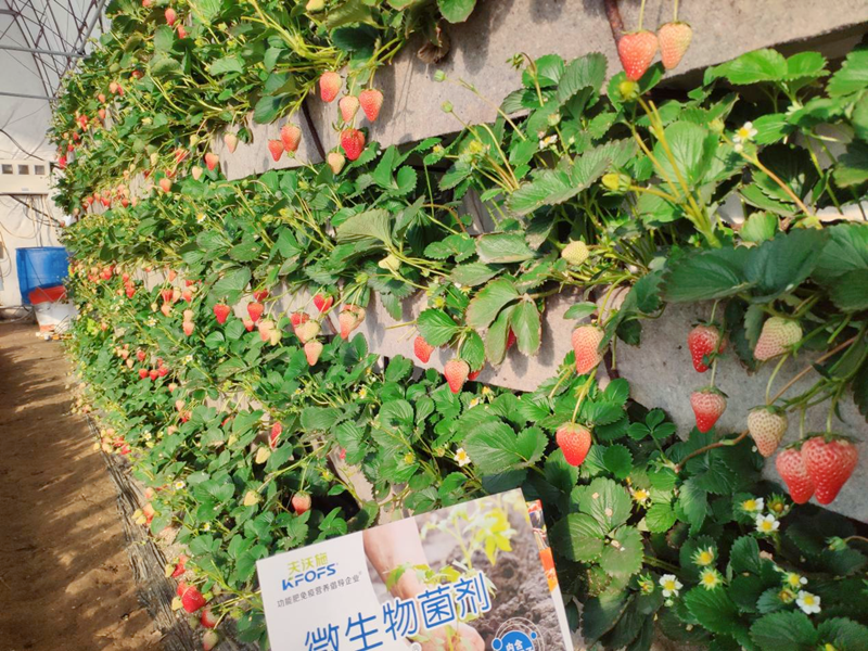 微生物菌劑用在草莓上效果怎么樣？