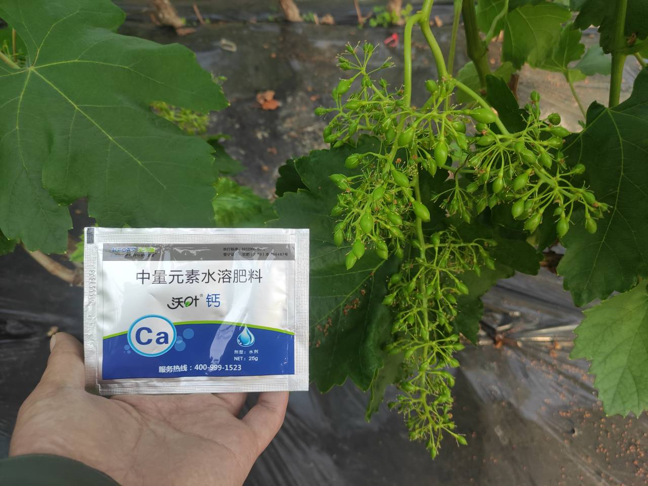 鈣肥的作用，寧夏大姐用沃葉鈣案例