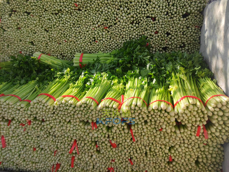 生根劑選哪款-沃葉根樂夫芹菜.png