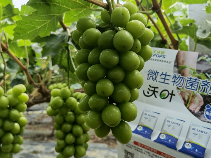 微生物菌劑哪個牌子好？李大姐認可沃葉！